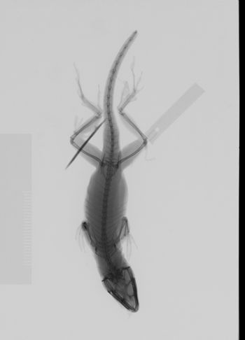 Media type: image; Herpetology R-146405